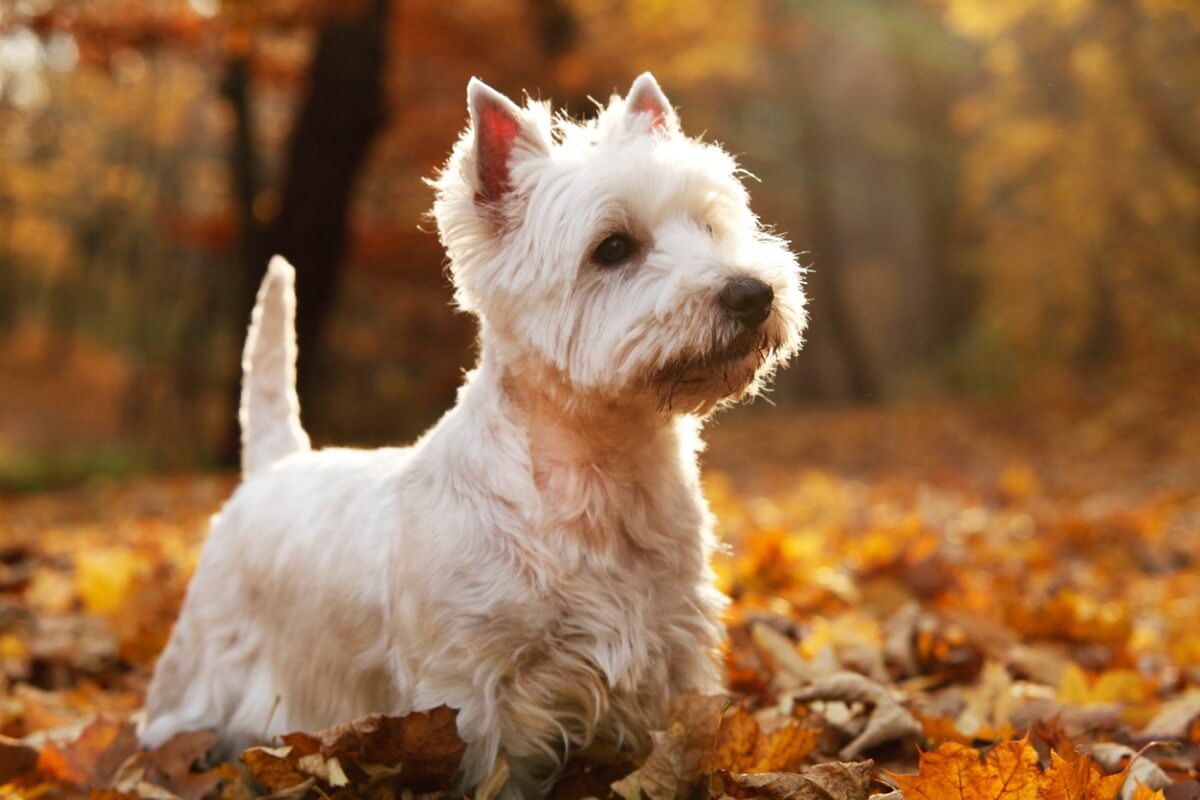 Un westie.
