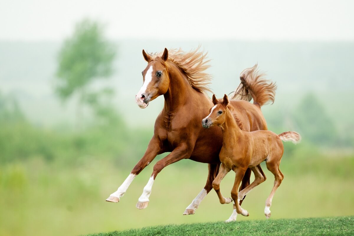 Två hästar.