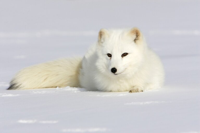 ¿Por qué el pelaje del zorro ártico cambia de color?