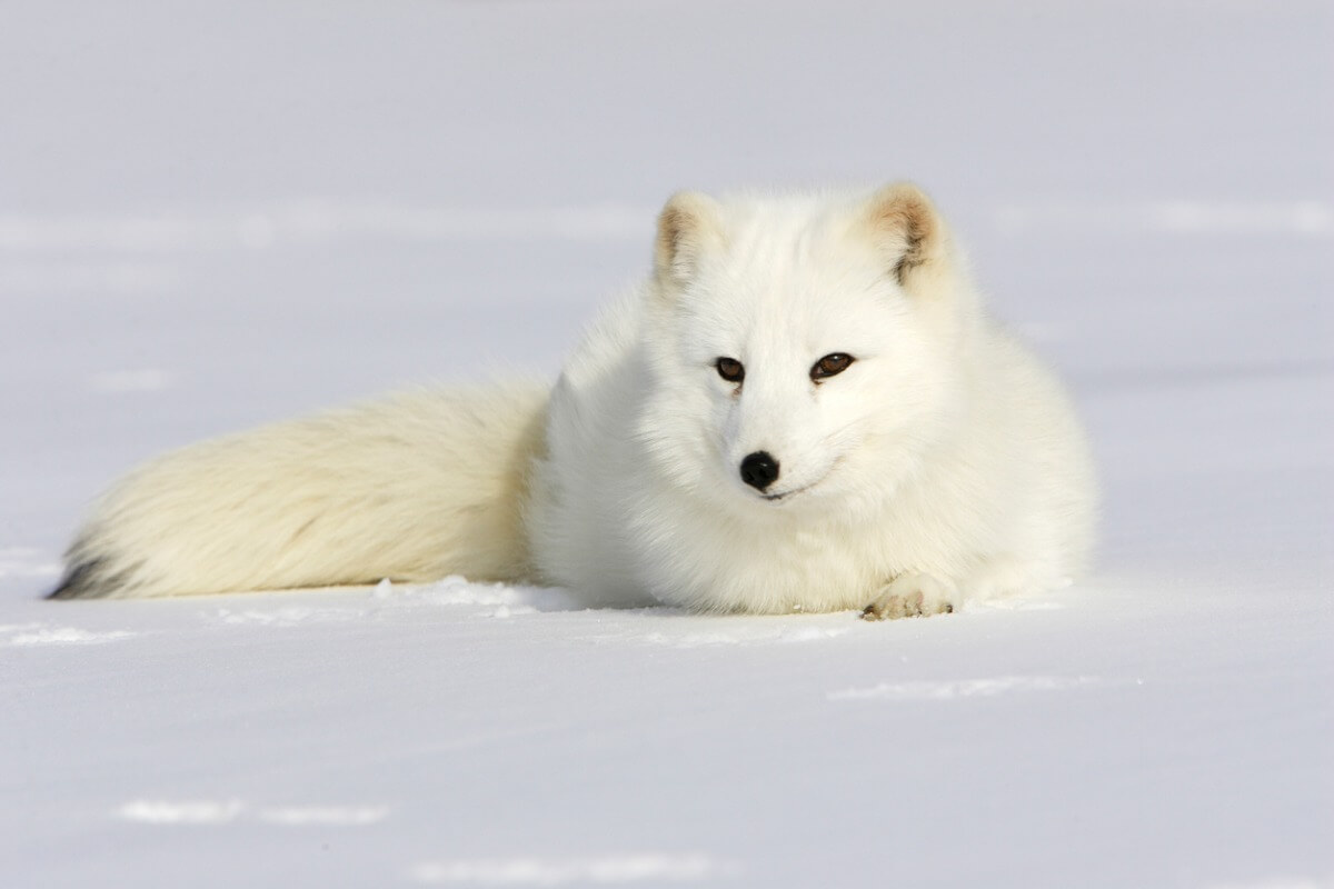 Un zorro ártico cambia el color de su pelaje.