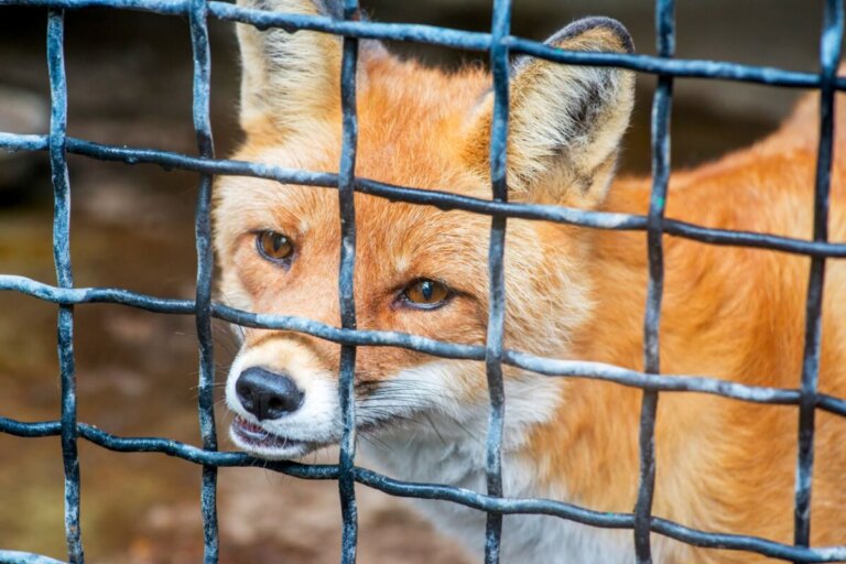 ¿Puede tenerse un zorro como mascota?