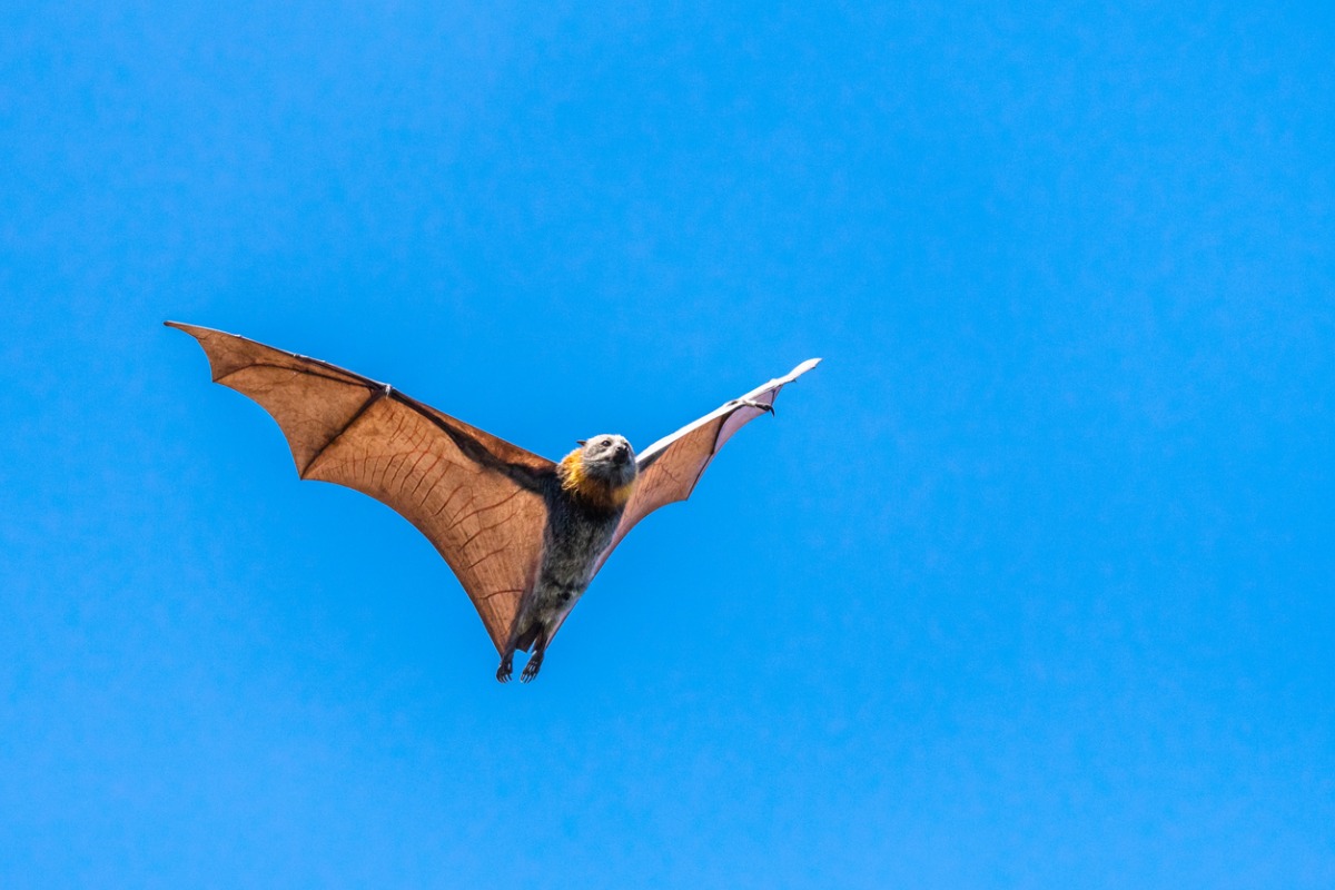 Un zorro volador sobre un fondo blanco.