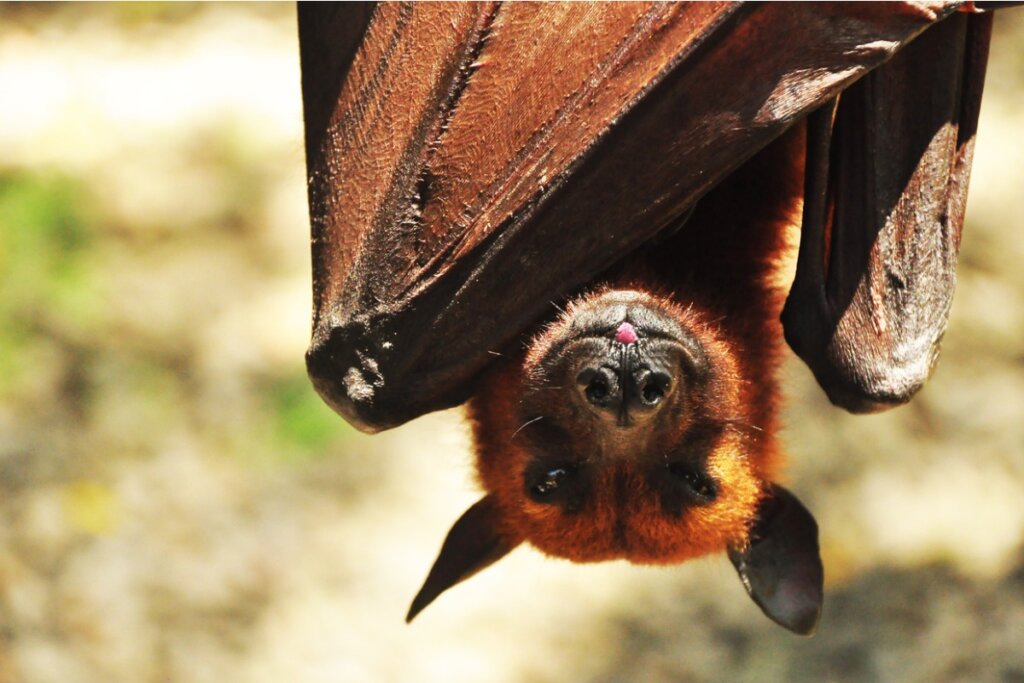 Un murciélago zorro volador gigante.