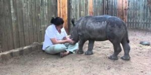 Vídeo: rinocerontes agradecidos