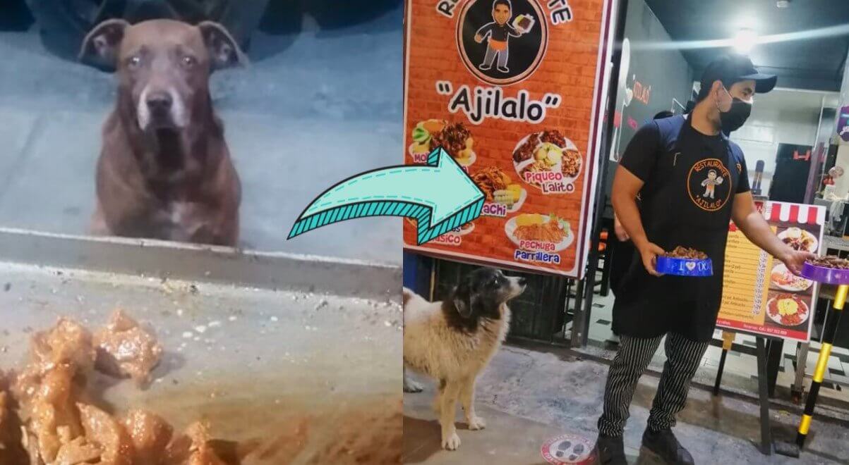Hombre prepara comida gratis para cada perro callejero que visita su restaurante