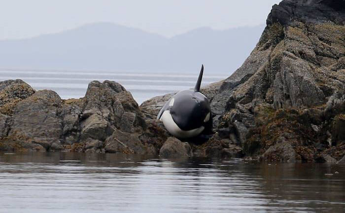 Entre las rocas, una orca atrapada no dejó de llorar hasta que finalmente la socorrieron