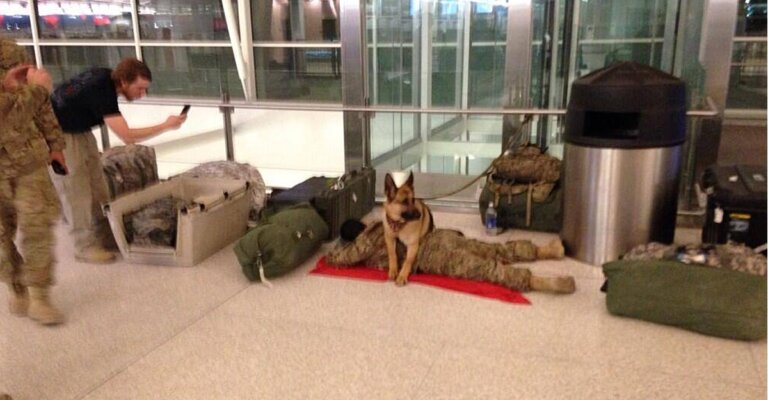 Perro cuidó a soldado mientras dormía en el aeropuerto