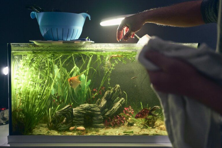 9 razones por las que los peces tropicales mueren en un tanque y cómo prevenirlo