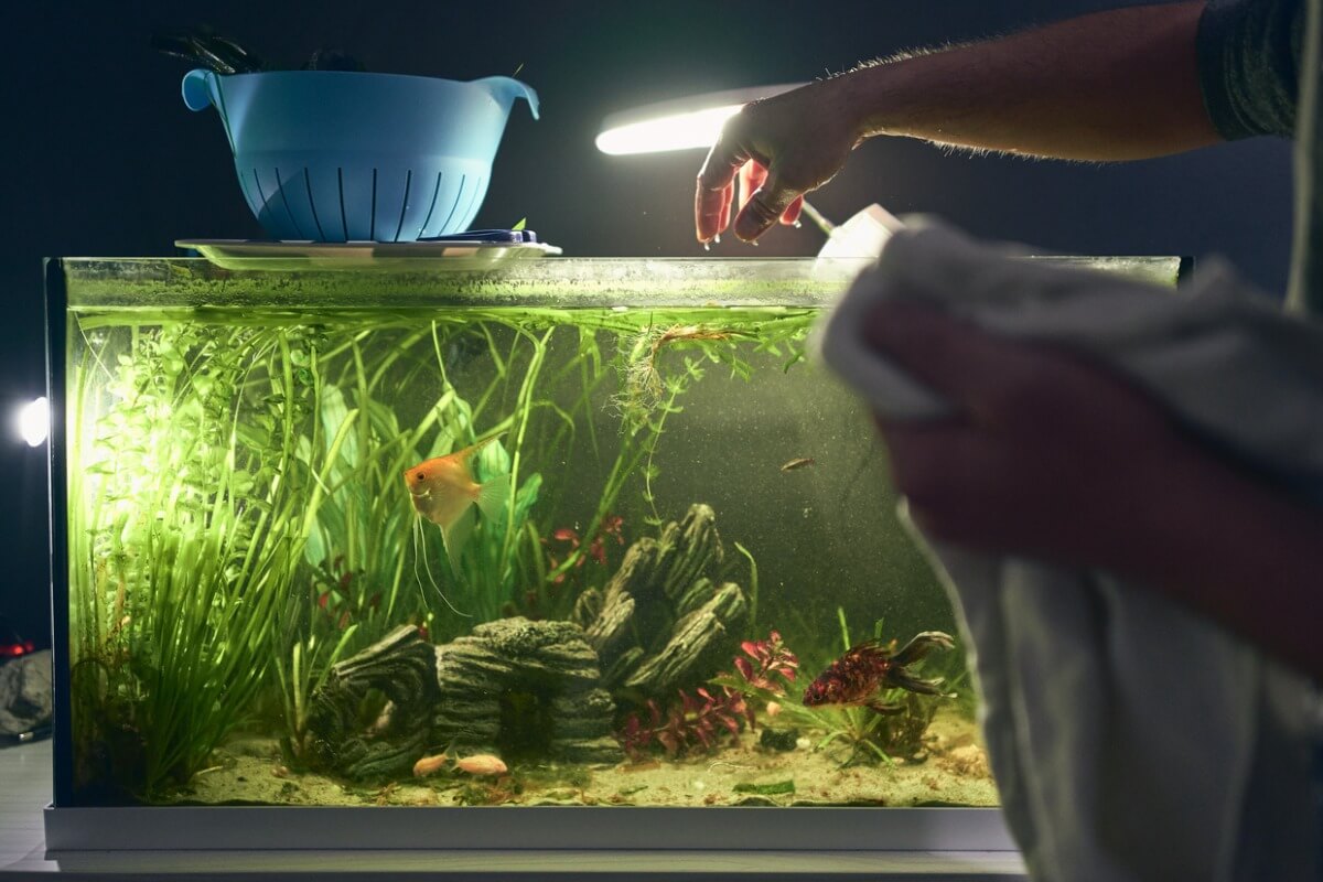 ¿Cómo iluminar mi acuario?