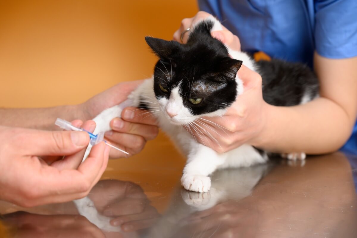 Análisis de sangre en gatos: tipos y usos