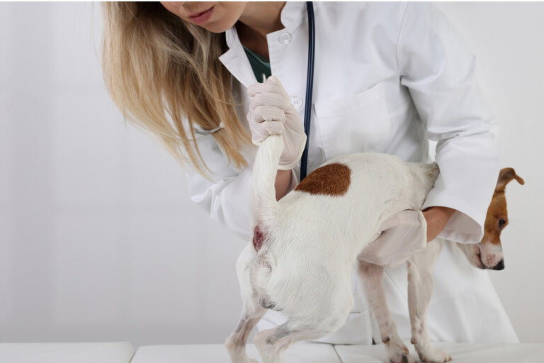 Prolapso rectal en perros: causas, síntomas y tratamiento