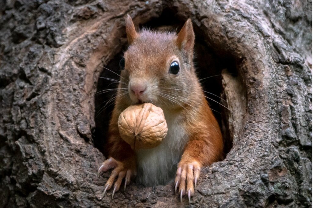 plato estoy feliz No esencial Qué comen las ardillas? - Mis Animales