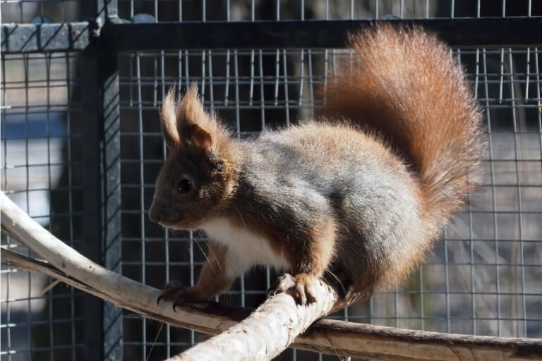 7 cuidados de una ardilla