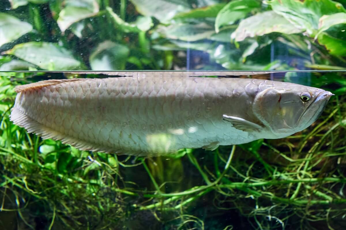 Uno de los peces de acuario agresivos.