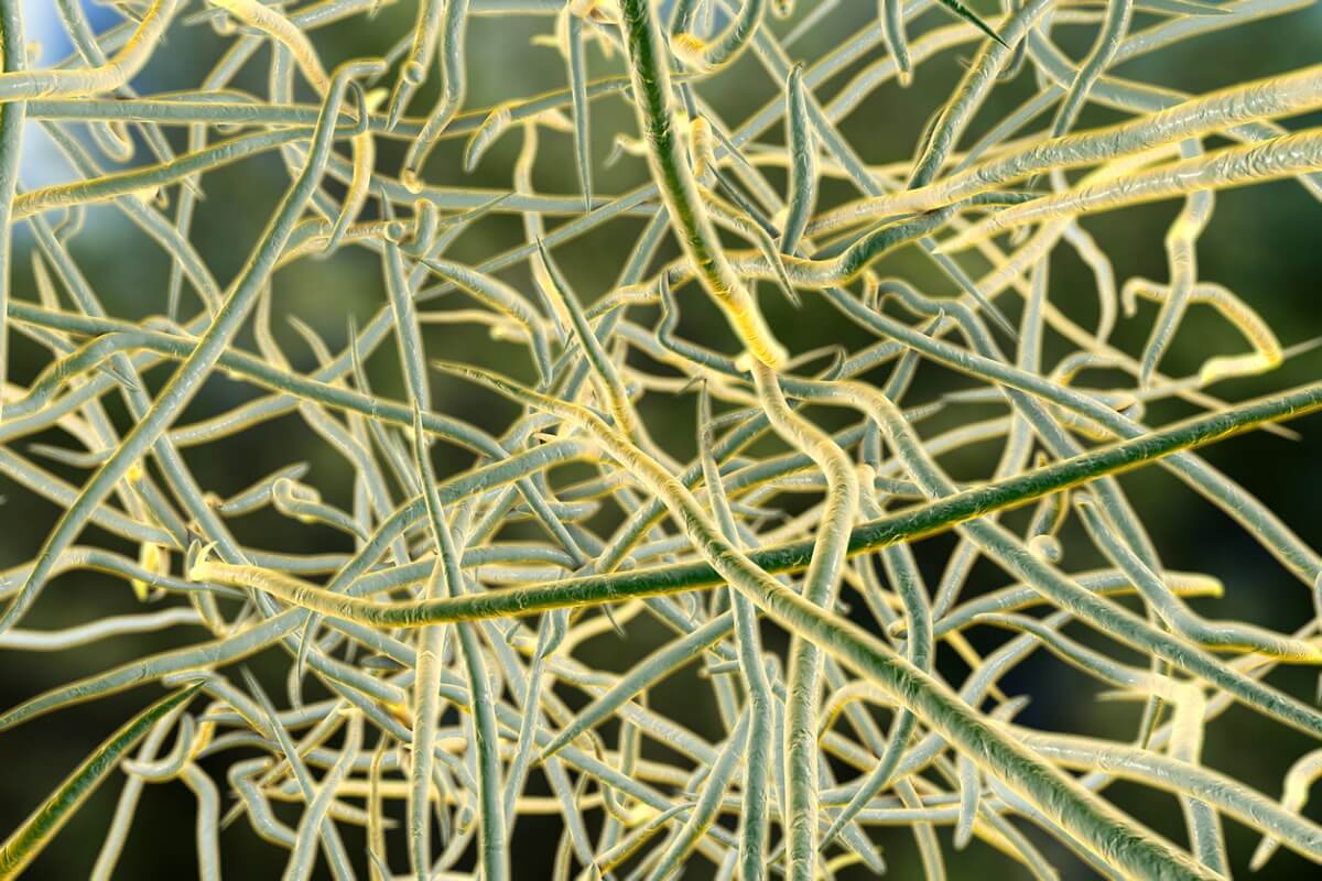 Bacterias del género Nocardia.