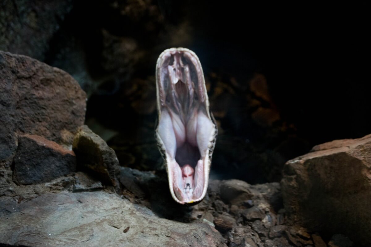 En slange med åpen munn.