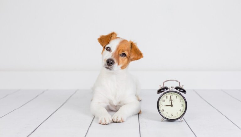 ¿Qué hago para que el cambio de horario no afecte a mi perro?