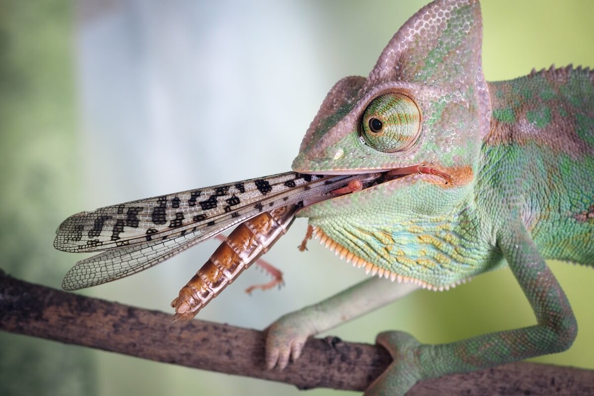 A chameleon eating.