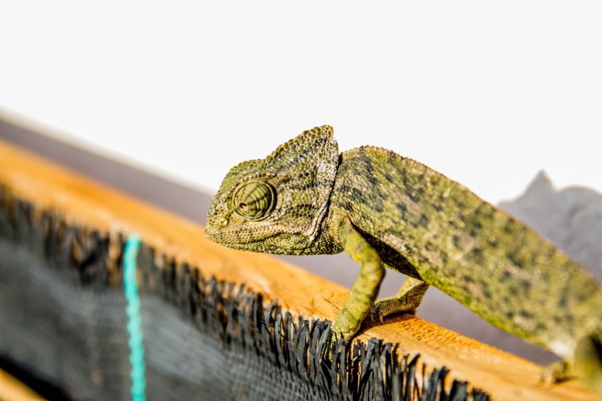 Um camaleão comum em uma parede