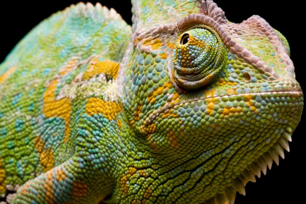 A green, pink, orange and light blue chameleon.