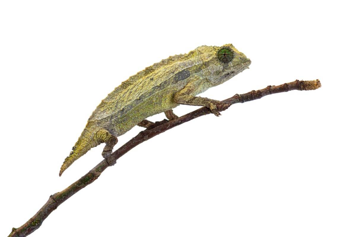 A chameleon.