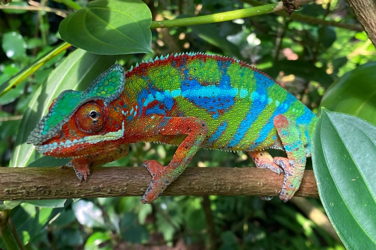 A chameleon in a tree.