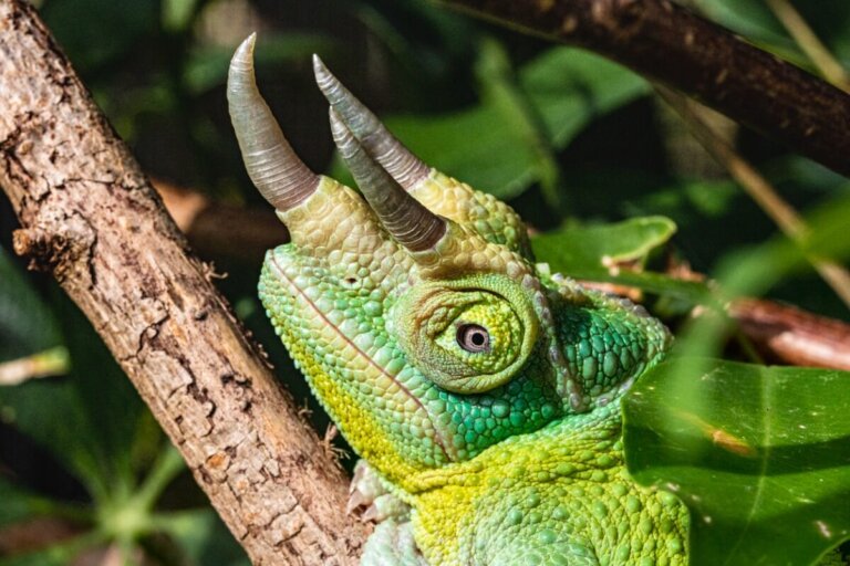 Camaleón de tres cuernos: hábitat y características