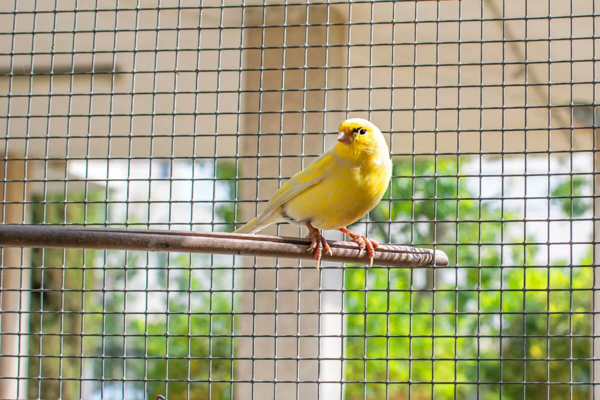 A canary.