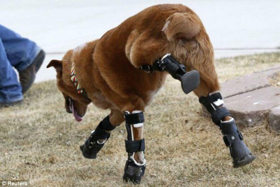 Canino con prótesis