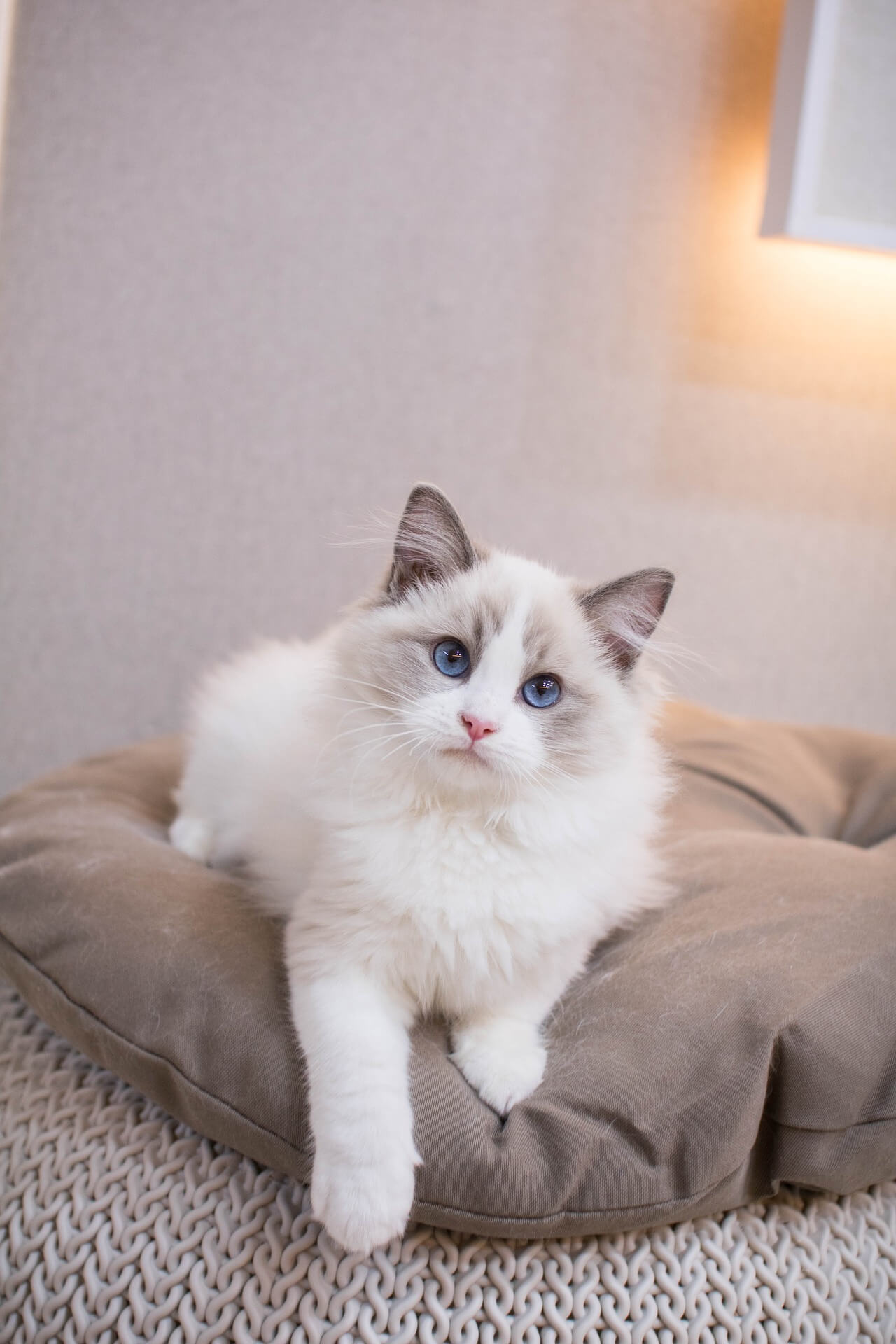 Un chat ragdoll.