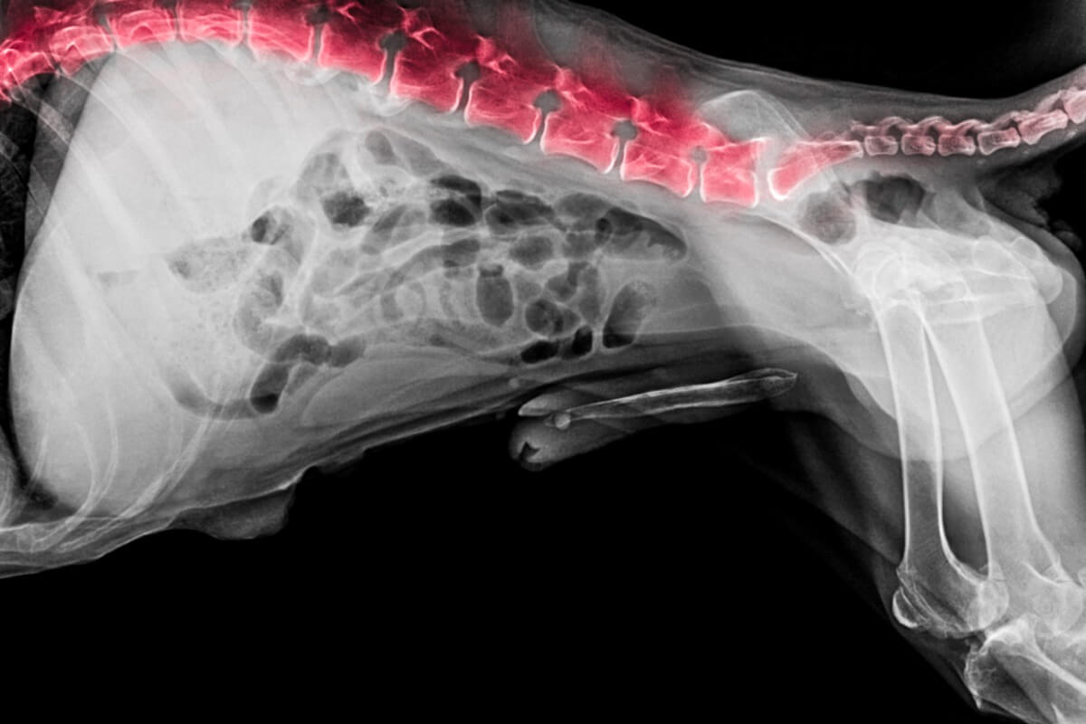 Un ejemplo de cauda equina en perros.