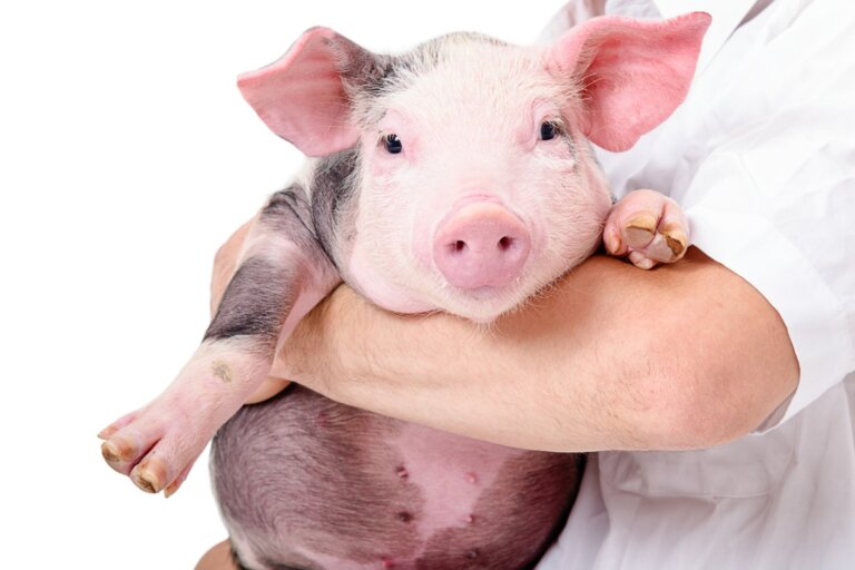 Las 10 enfermedades más comunes en cerdos