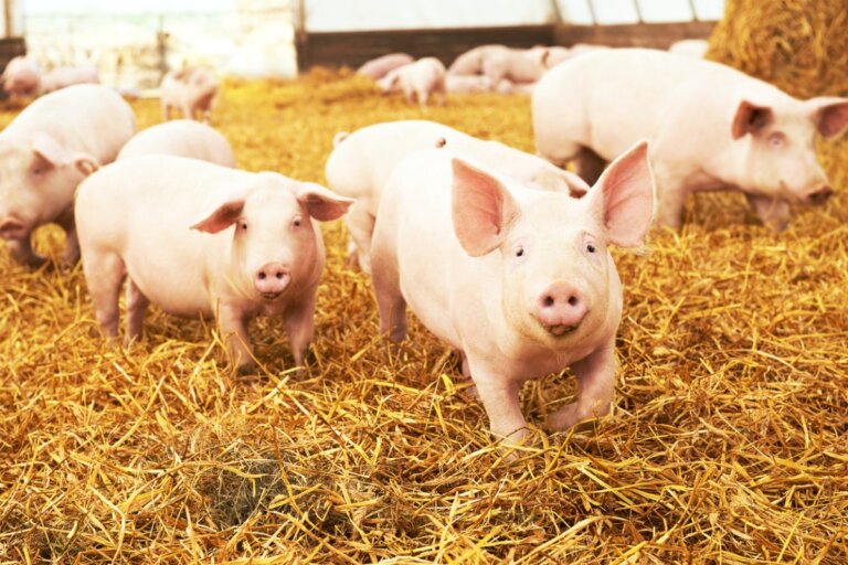 Por qué la temperatura corporal es crucial para el bienestar de los cerdos