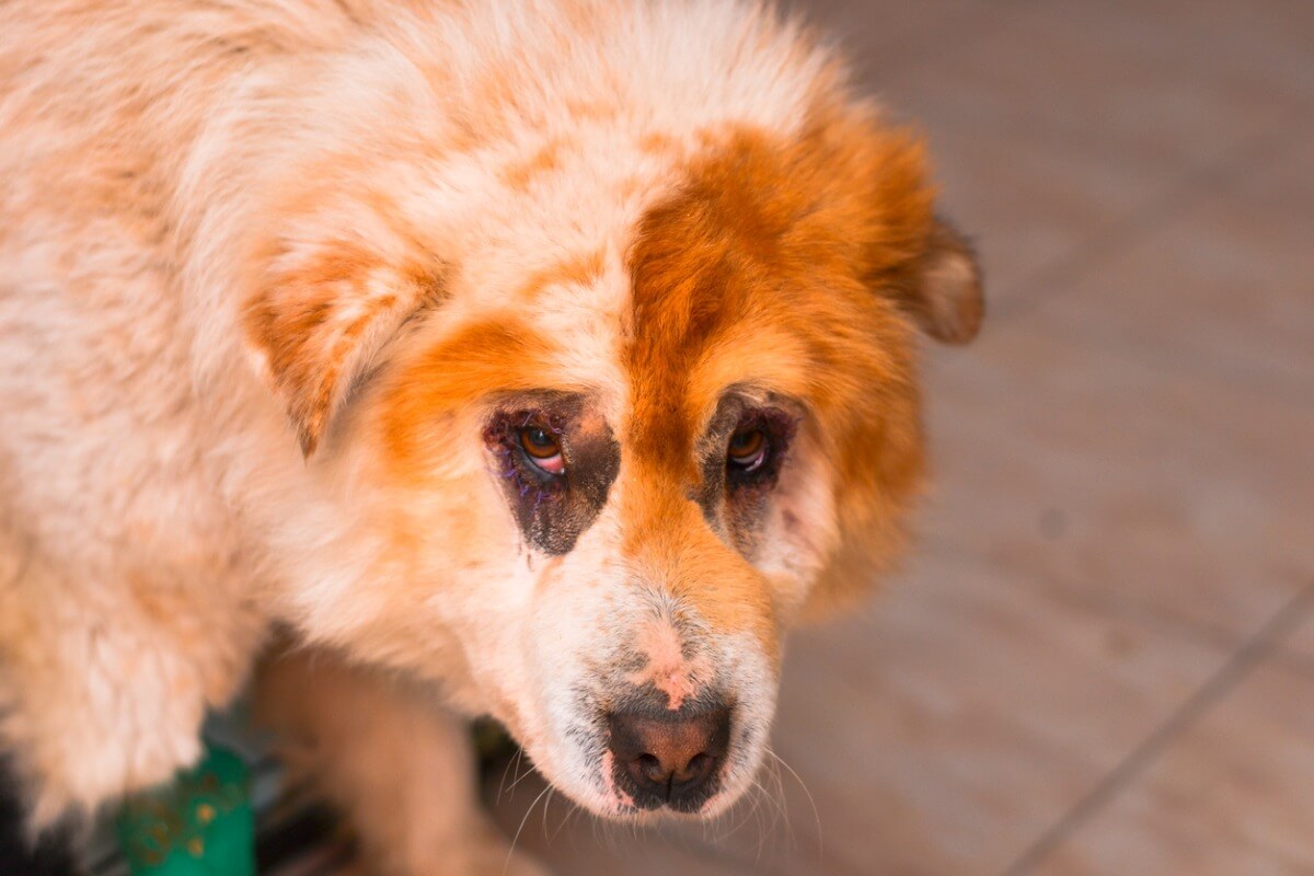 Entropium bei Hunden: Ursachen, Symptome und Behandlung