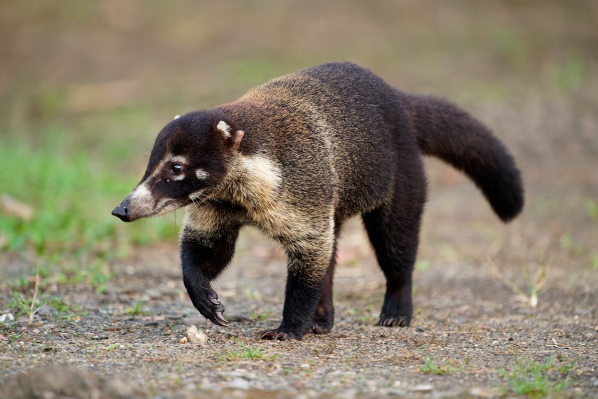 Ett av de vackraste djuren i Costa Rica: en vacker näsbjörn