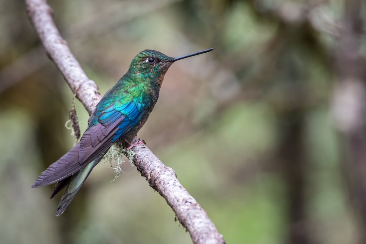 Uno de los animales más hermosos de Ecuador.