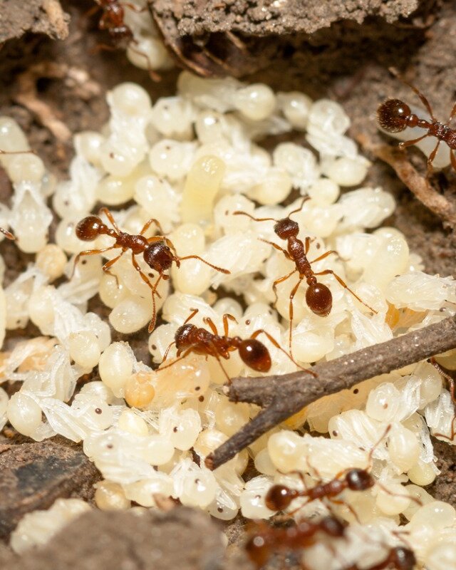 ¿Cómo nacen las hormigas?