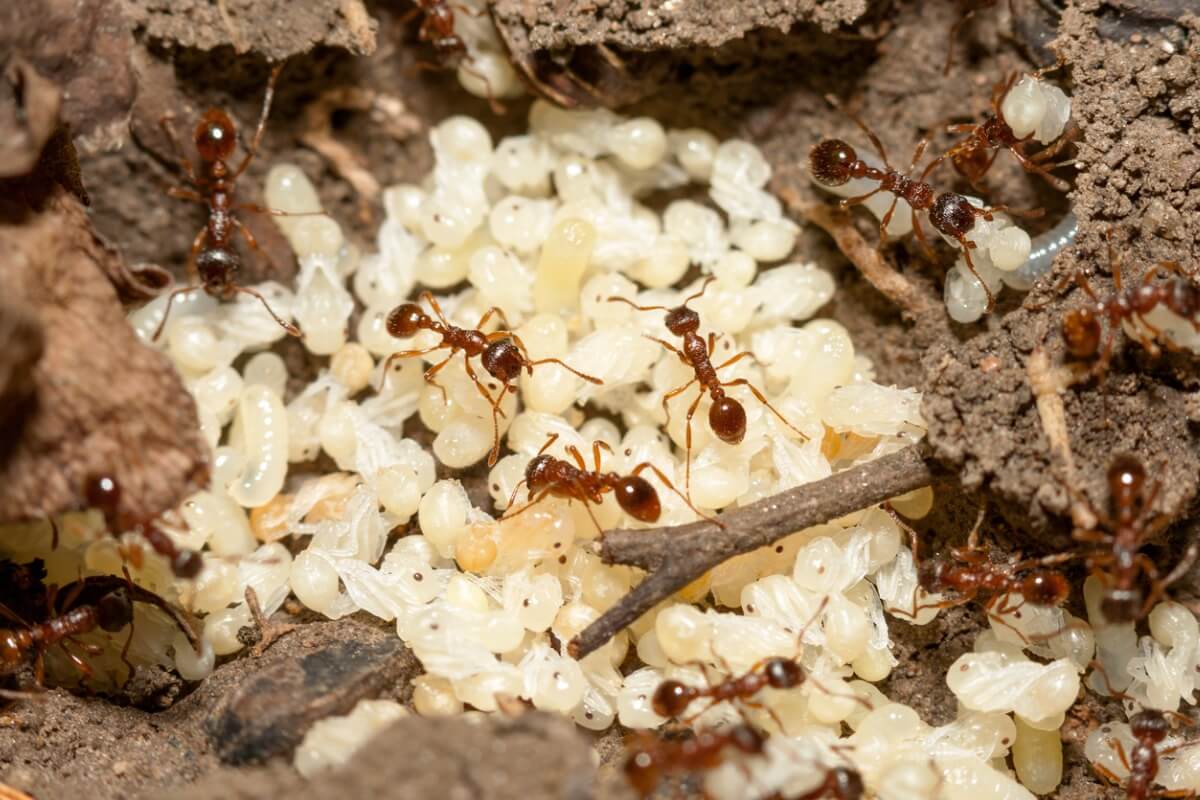 Um grupo de formigas.
