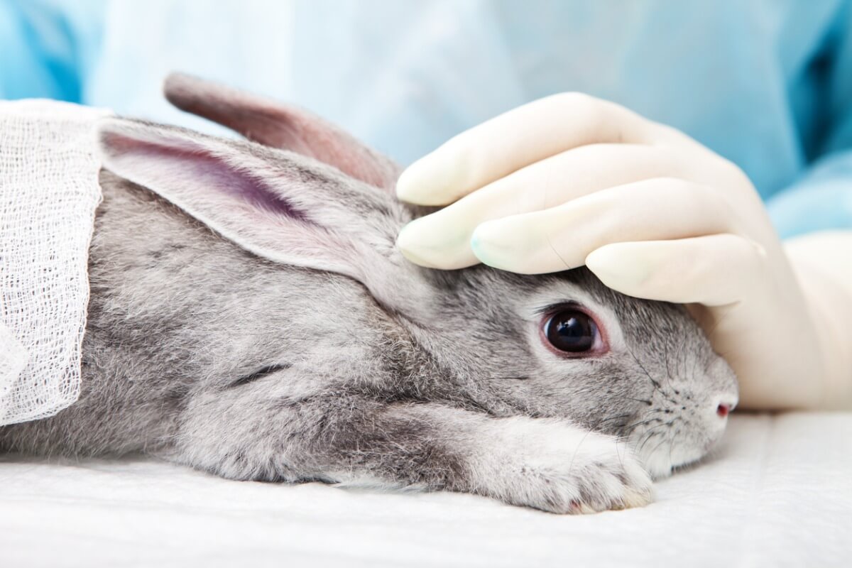 Um coelhos sendo examinado.