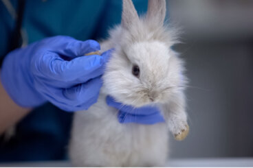 A mi conejo le fallan las patas de atrás: ¿a qué se debe?