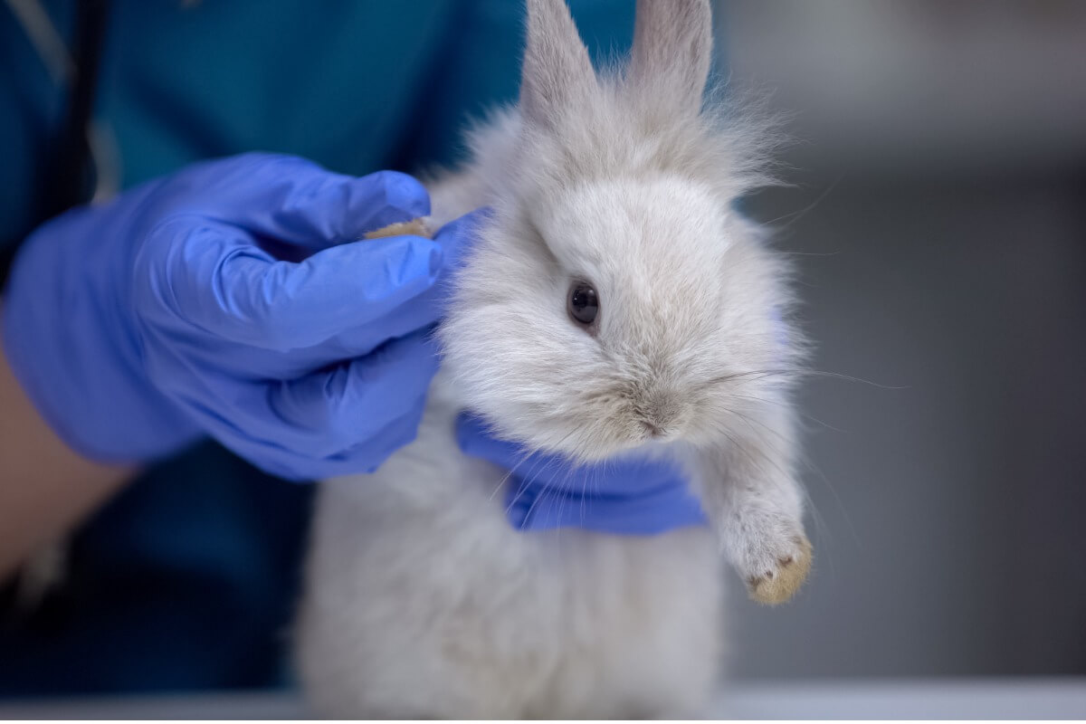 Un conejo al que no le funcionan las patas traseras.