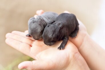 ¿Cómo nacen los conejos?
