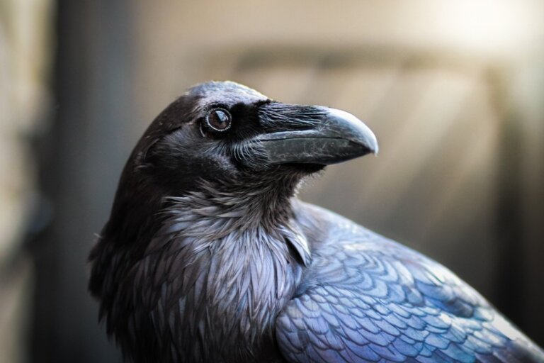 Cuervo común: hábitat y características