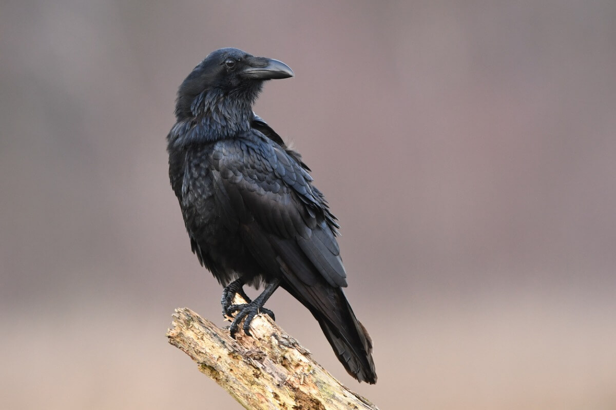 Un corvo comune su un ramo.