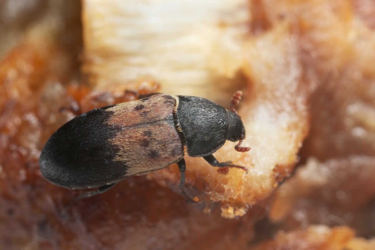 ¡Qué comen los escarabajos derméstidos?