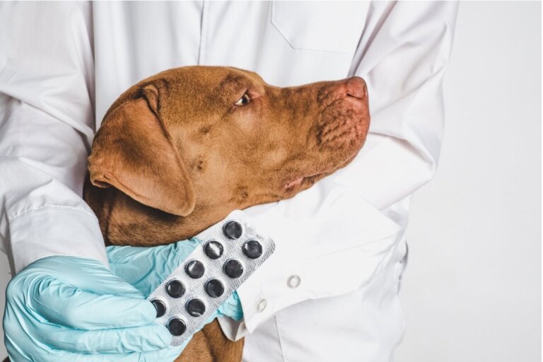 Dexametasona para perros: usos y efectos secundarios