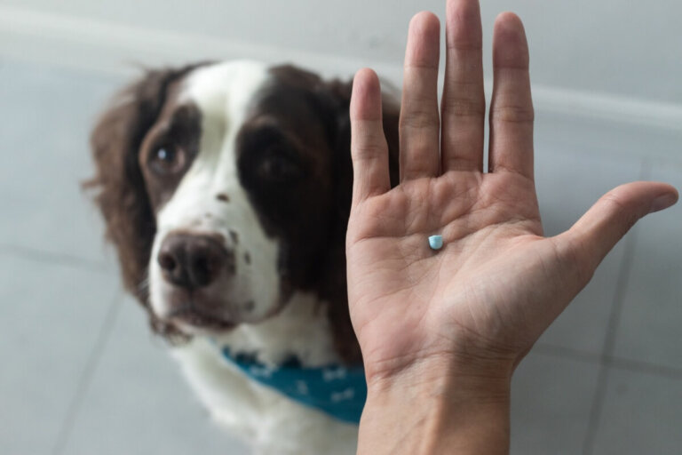 Diclofenaco para perros: uso y dosis