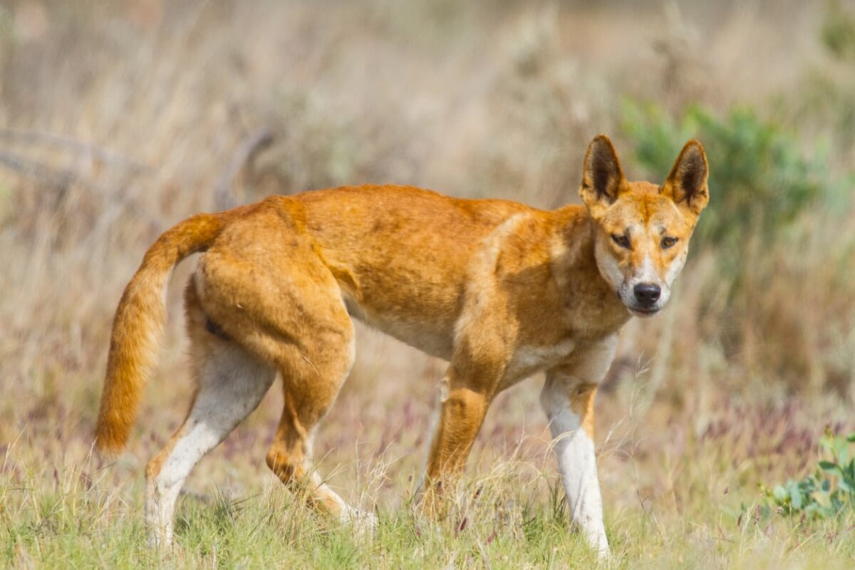 Un dingo en el desierto.