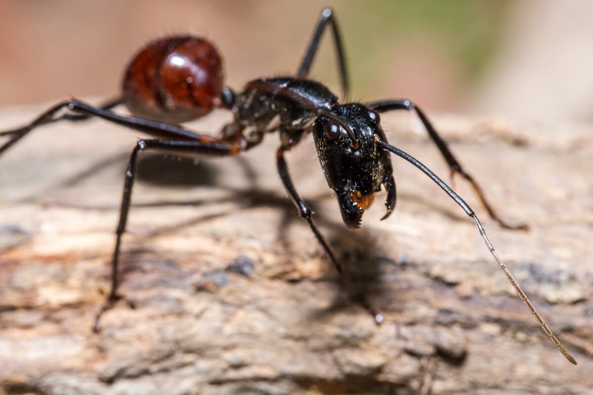 yakın çekim bir karınca