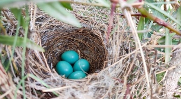 Los huevos azules del pájaro Robín